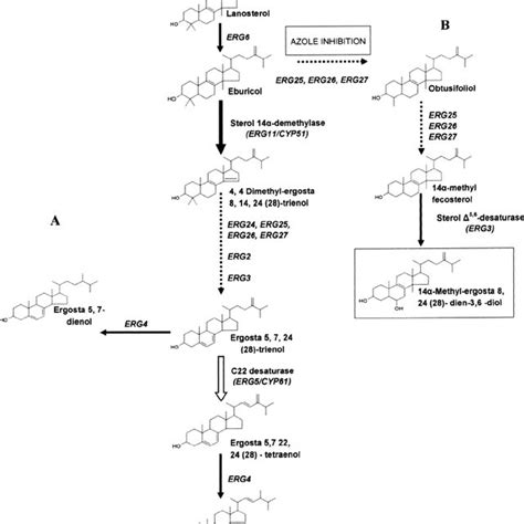 Schematic Representation Of The Ergosterol Biosynthetic Pathway In C