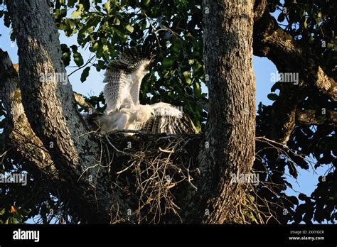 4 Month Old Harpy Eagle Chick Harpia Harpyja Doing Flight Exercise In