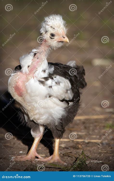 Naked Neck Chicken Stock Photo Image Of Closeup Beak 113756720