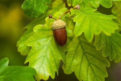 Oak Trees — What To Know Our Guide With Tips That Work