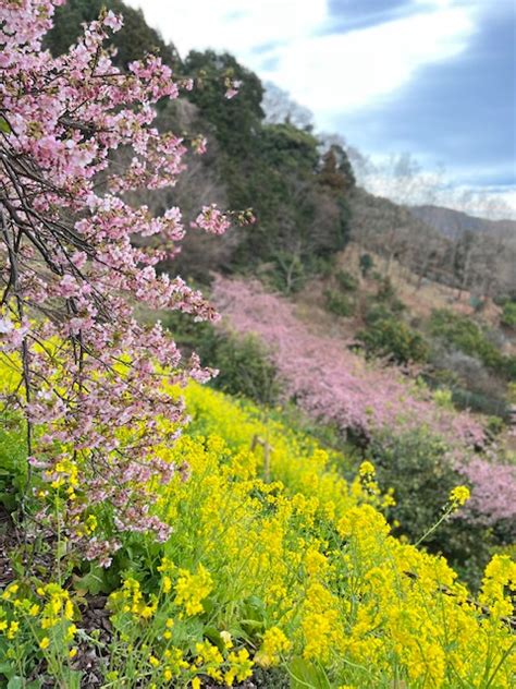 河津桜と菜の花・・・一足早く春を感じた一日でした！ アトリエrose成城