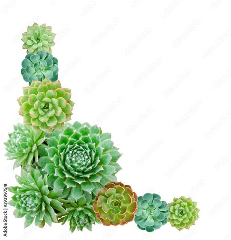 Mix Types Of Green Succulent Arrangement Corner Border Frame White