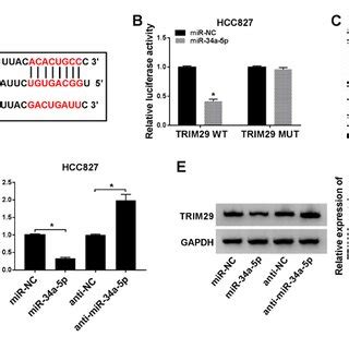 Tp As Regulates The Expression Of Trim Via Modulating Mir A P