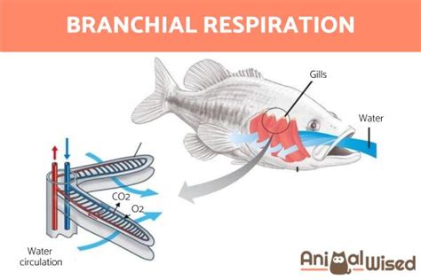 How Do Animals Breathe? - Types of Animal Respiration