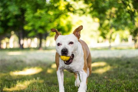 Happy Dog Playing And Resting At The Park In The Perfect Sunny Day