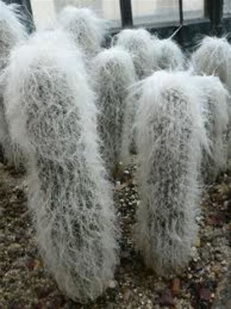 Types of Indoor Cactus Plants | Dengarden