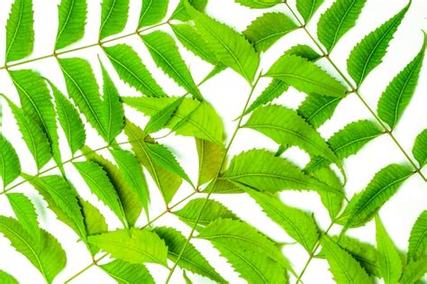 Premium Photo Azadirachta Indica A Branch Of Neem Tree Leaves