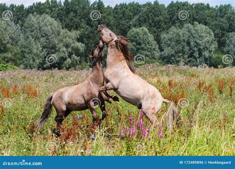 Fighting Wild Horses In The Netherlands Stock Photo Image Of Holland