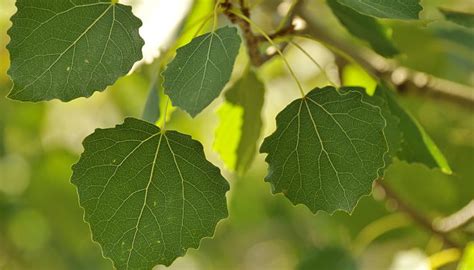 Álamo temblón Origen Descripción Cultivo Cuidados Propiedades