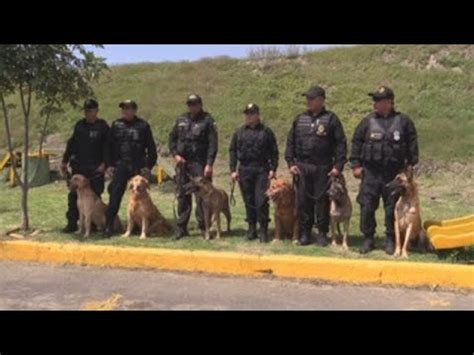 K9 la unidad canina que protege las cárceles mexicanas YouTube