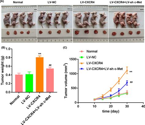 Cxcr Overexpression Promoted Tumor Growth Of Hcc In Mice Via The Cmet