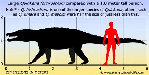 Quinkana | Prehistoric animals, Extinct animals, Prehistoric creatures