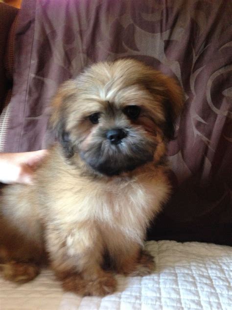 Lhasa Apso Puppies For Sale | Ridgeville, SC #239969