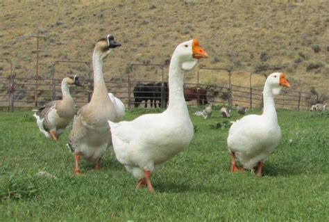 African Geese Precious Pet Geese