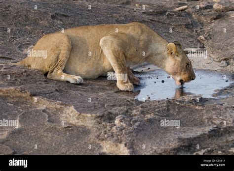 Lioness Panthera Leo Drinking Water From A Small Puddle Masai Mara