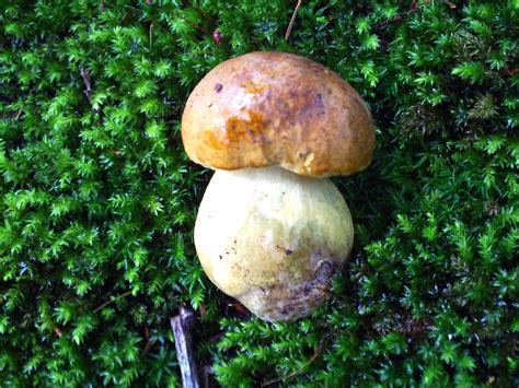 Bitter Bolete