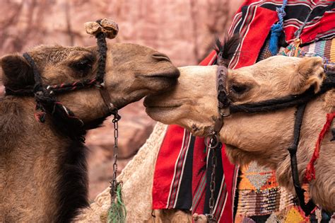Más De 400 Imágenes Gratis De Petra Y Jordán Pixabay