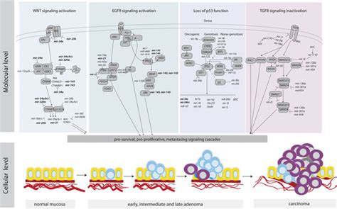 Micrornas As Growth Regulators Their Function And Biomarker Status In