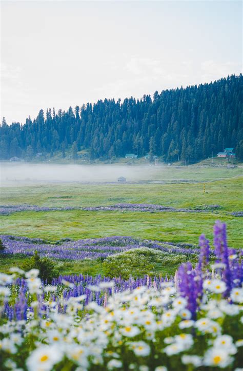 Gulmarg - Meadow of flowers - Kashmir Car Rental Tariff