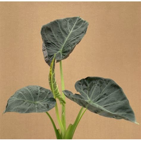 Alocasia Regal Shields Plantae Orchids And Rare Plants