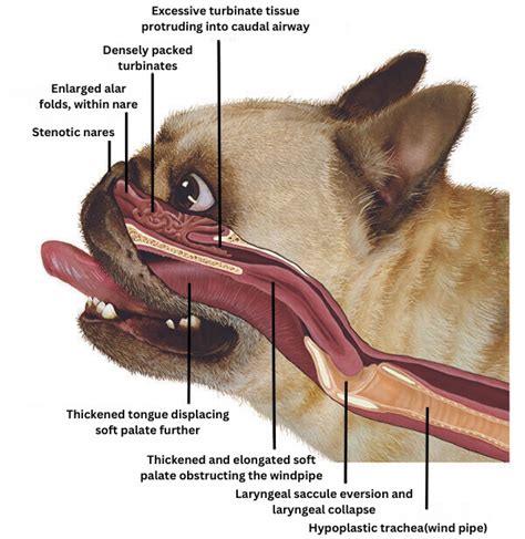 Brachycephalic Obstructive Airway Syndrome - BOAS Surgery