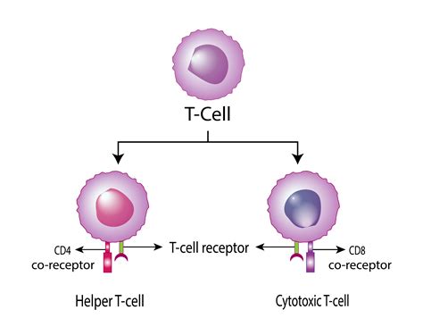 HLA Typed Cancer Cells