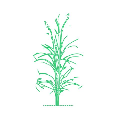 Reed Canary Grass Phalaris Arundinacea Dimensions And Drawings