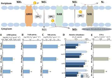 Responses Of Key Enzyme Activity Gene Abundance And Etsa To Ps