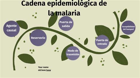 Cadena epidemiológica de la malaria by gustavo velasquez on Prezi