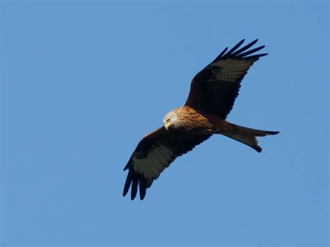 Red Kite Milvus Milvus Rotmilan Red Kite Milano Real Flickr