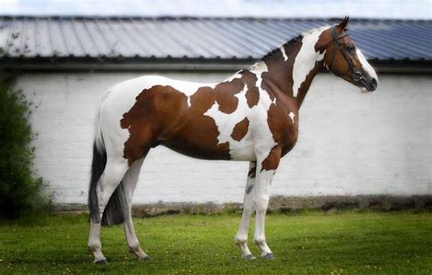 Splashed White Or Splash Is A Horse Coat Color Pattern In The Overo