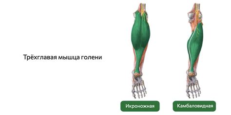 Как накачать икры — Лайфхакер