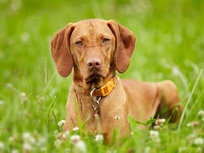 Are Vizslas Good For Allergy Sufferers