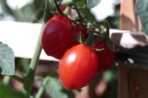 Tomatenpflanze Rot Tomate Kostenloses Foto Auf Pixabay Pixabay