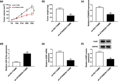 The Knockdown Of Atxn Os Promoted Tamr Sensitivity In Vivo Mcf Cells