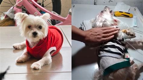 Viral Anjing Maltese Diduga Dianiaya Empat Remaja Di Jember Pemilik