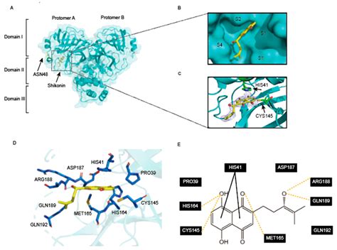 Structural Basis For The Inhibition Of SARS CoV 2 Mpro D48N Mutant By