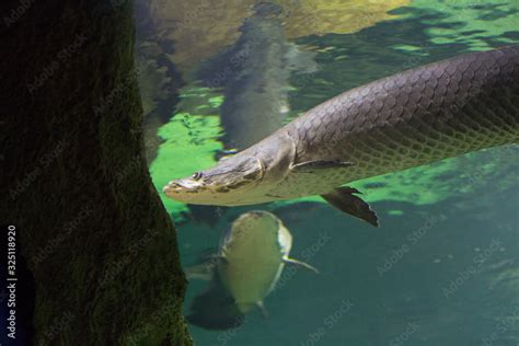 Fish Under Water Arapaima Fish Pirarucu Arapaima Gigas One Largest