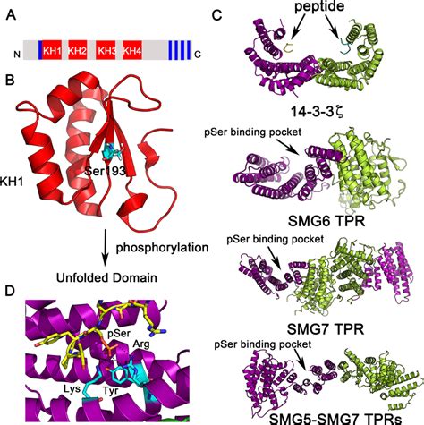 Structures Of Phosphorylated MRNA Decay Factors That Bind 1433 Or