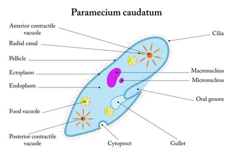 Vacuole Diagram