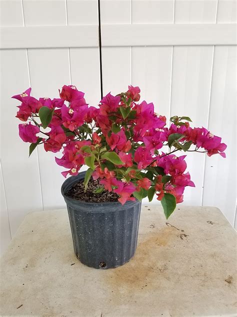 Buy Bougainvillea Glabra Helen Johnson Dwarf Pink Bougainvillea