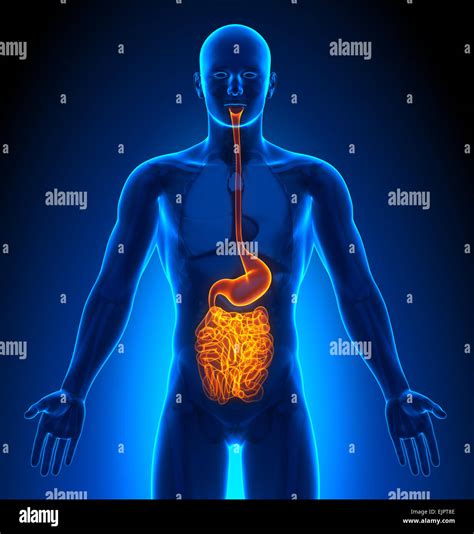 Male Guts Stomach Digestive Anatomy Xray View Stock Photo Alamy