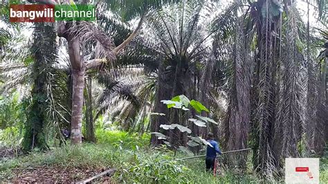 Peruning Pokok Kelapa Sawit Youtube