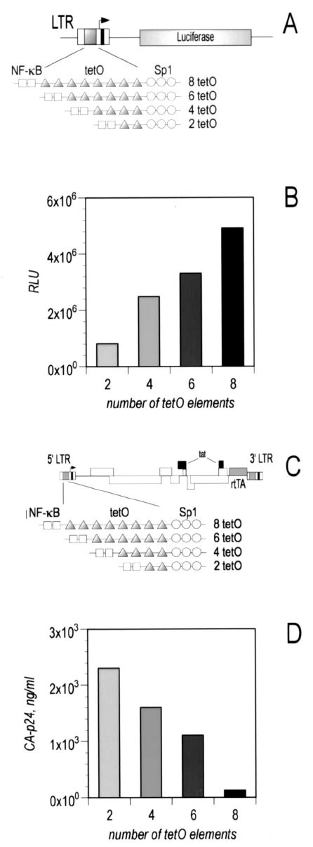 Transcriptional Activity Driven By A Set Of Dox Dependent Hiv Ltr