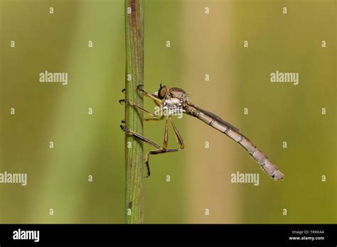 Striped Slender Robber Fly Hi Res Stock Photography And Images Alamy