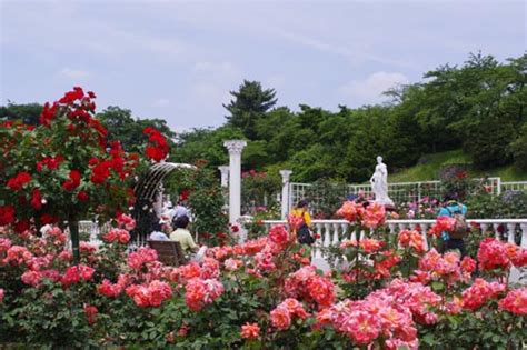 生田緑地ばら苑 神奈川県内