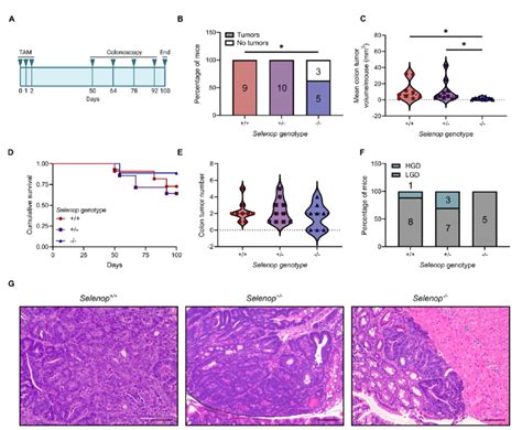 Selenop Ko Decreases Colon Tumor Incidence And Size In Apc Dependent