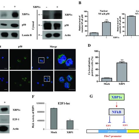 Xbp S Inhibits Fbw Transcription Through Nf B And E F Regulatory