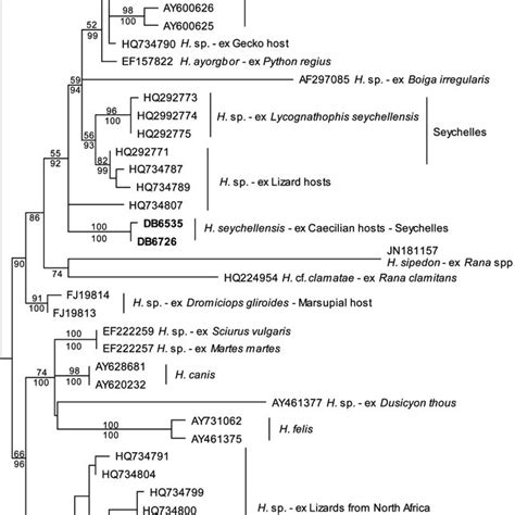 Tree Derived From A Maximum Likelihood Ml Analysis Of The Hepatozoon