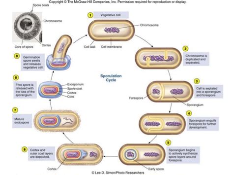 Bacterial Cytology